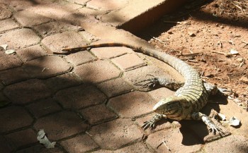Argentina - Iguazú - Lizard