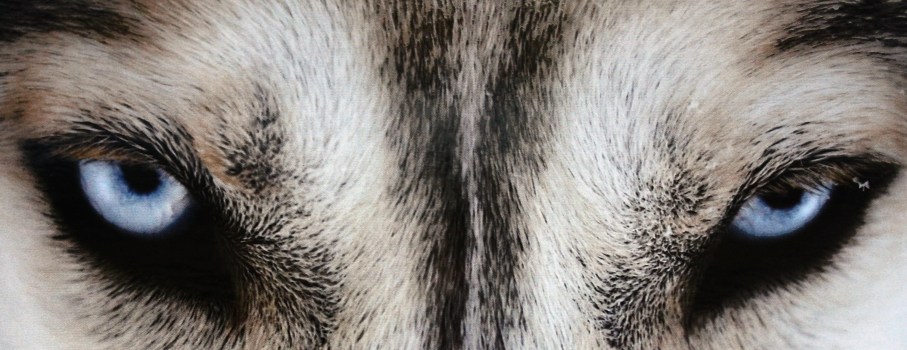 Blue eyes of a husky