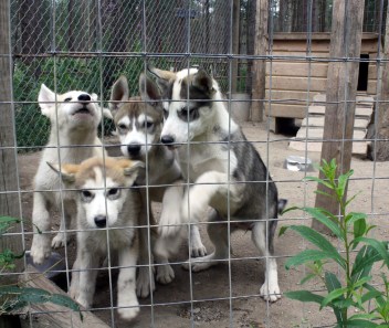 Group of husky puppies