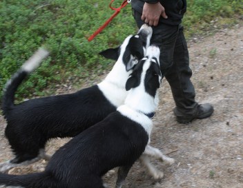 Husky pups Waldo and Wagner