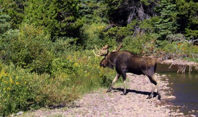 Bull moose, Glacier National Park
