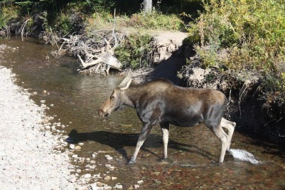 Female moose, Glacier National Park