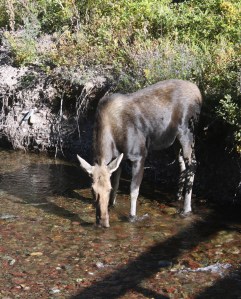 Female moose