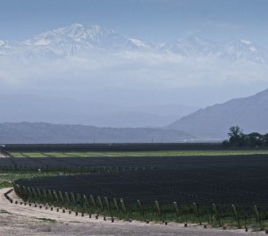 Finca Decero Vineyard, Mendoza, Argentina