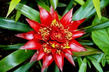 Muttart Conservatory