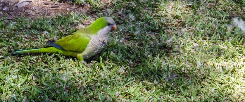 Güira Oga, Puerto Iguazú, Argentina