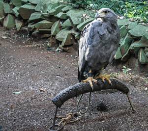 Güira Oga, Puerto Iguazú, Argentina