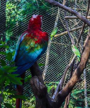 Güira Oga, Puerto Iguazú, Argentina