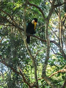 Güira Oga, Puerto Iguazú, Argentina