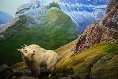 Royal Alberta Museum, Edmonton, Alberta