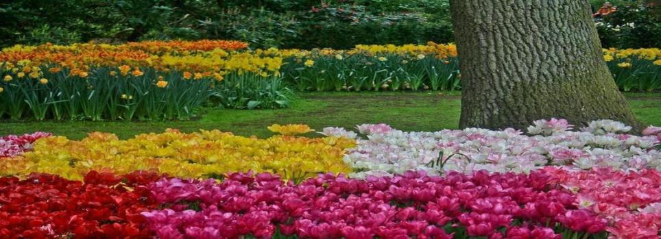 Keukenhof, Lisse, Netherlands