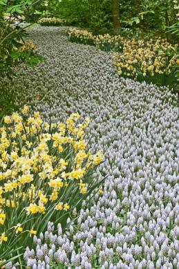 Keukenhof, Lisse, Netherlands