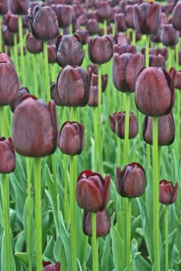 Keukenhof, Lisse, Netherlands