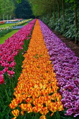 Keukenhof, Lisse, Netherlands