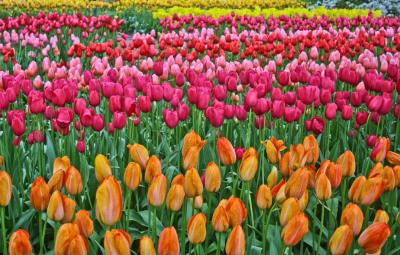 Keukenhof, Lisse, Netherlands