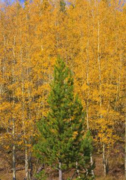 Grand Teton National Park, Wyoming