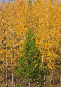 Grand Teton National Park, Wyoming