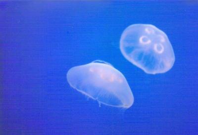 Vancouver Aquarium, Vancouver, British Columbia