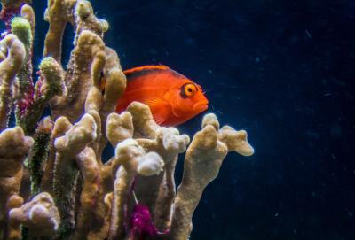 Florida Aquarium, Tampa, Florida