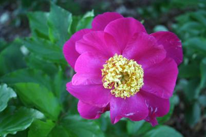 Missouri Botanic Garden, St. Louis, Missouri