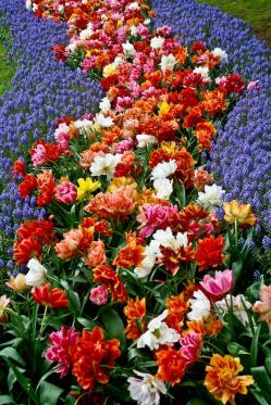 Keukenhof, Lisse, Netherlands