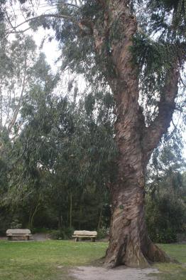 Christchurch Botanic Gardens, Christchurch, New Zealand