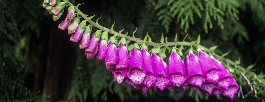 Bellevue Botanical Garden, Bellevue, Washington