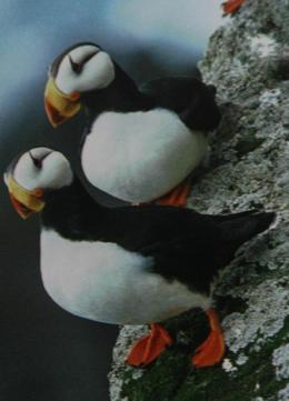 Puffins