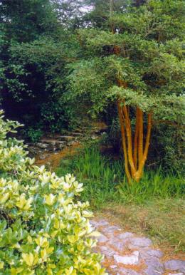 Killarney National Park, Ireland