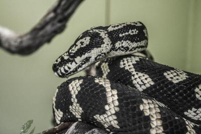 Reptile Gardens, Rapid City, South Dakota