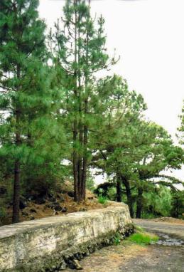 Pini Forest, Tenerife, Canary Islands