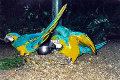 Loro Parque, Tenerife, Canary Islands