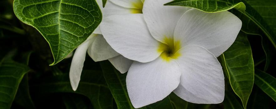 Camana Bay, Grand Cayman