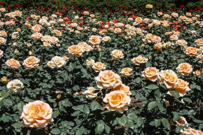 Bellingrath Gardens, Theodore, Alabama