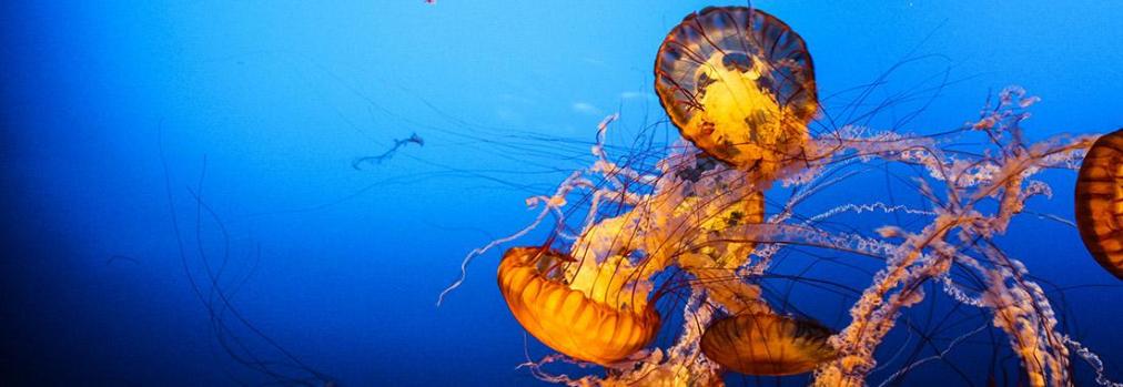 Jellyfish, Henry Doorly Zoo and Aquarium, Omaha, Nebraska