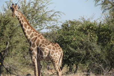 Giraffe, Etosha National Park, Namibia