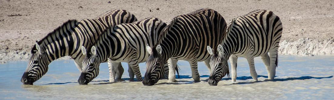 Zebras, Ethosa National Park, Namibia