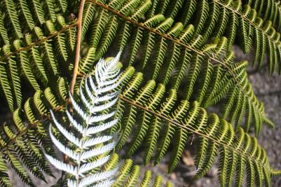 Waimangu Volcanic Valley, New Zealand