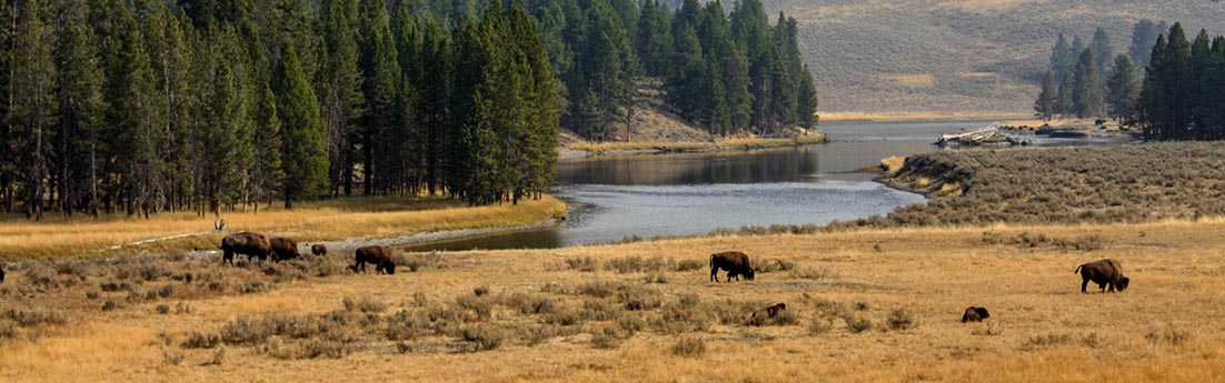 Yellowstone National Park