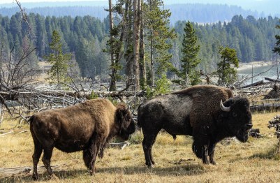 Buffaloes, Yellowstone National Park