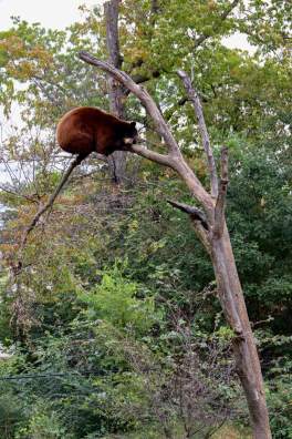 Bear, Topeka Zoo, Gage Park, Topeka Kansas