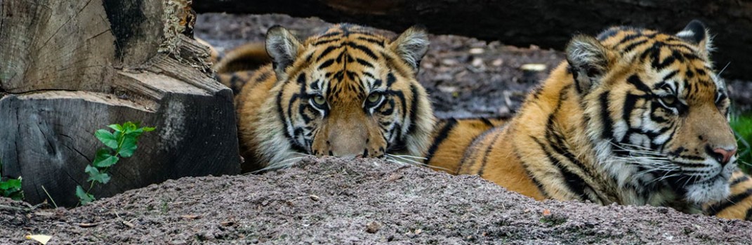 Tigers in Topeka Zoo, Gage Park, Topeka, Kansas