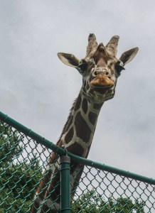 Giraffe, Maryland Zoo