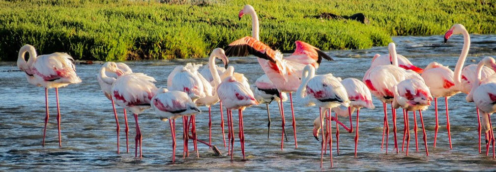 Flamingos, Namibia