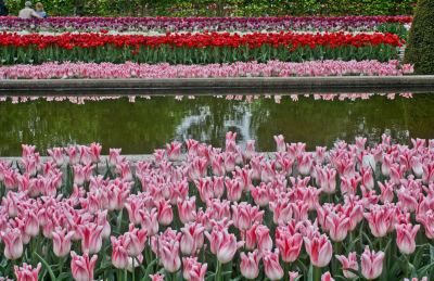 Tulips, Keukenhof, Lisse, Netherlands