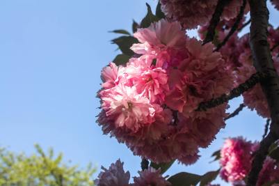 Cherry blossom, Brooklyn Botanic Garden, Brooklyn, New York