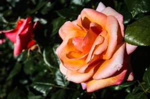 Rose, Christchurch Botanic Gardens, New Zealand