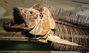 Museum of World Treasures, Wichita, Kansas