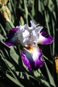 Iris, Missouri Botanic Garden