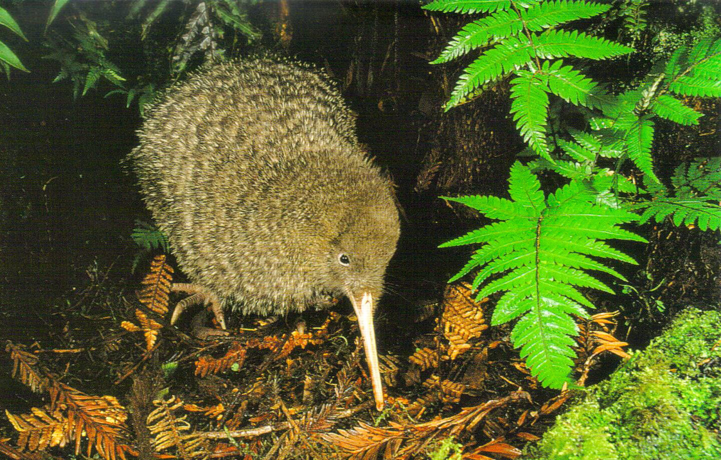New Zealand_Pukaha_Kiwi